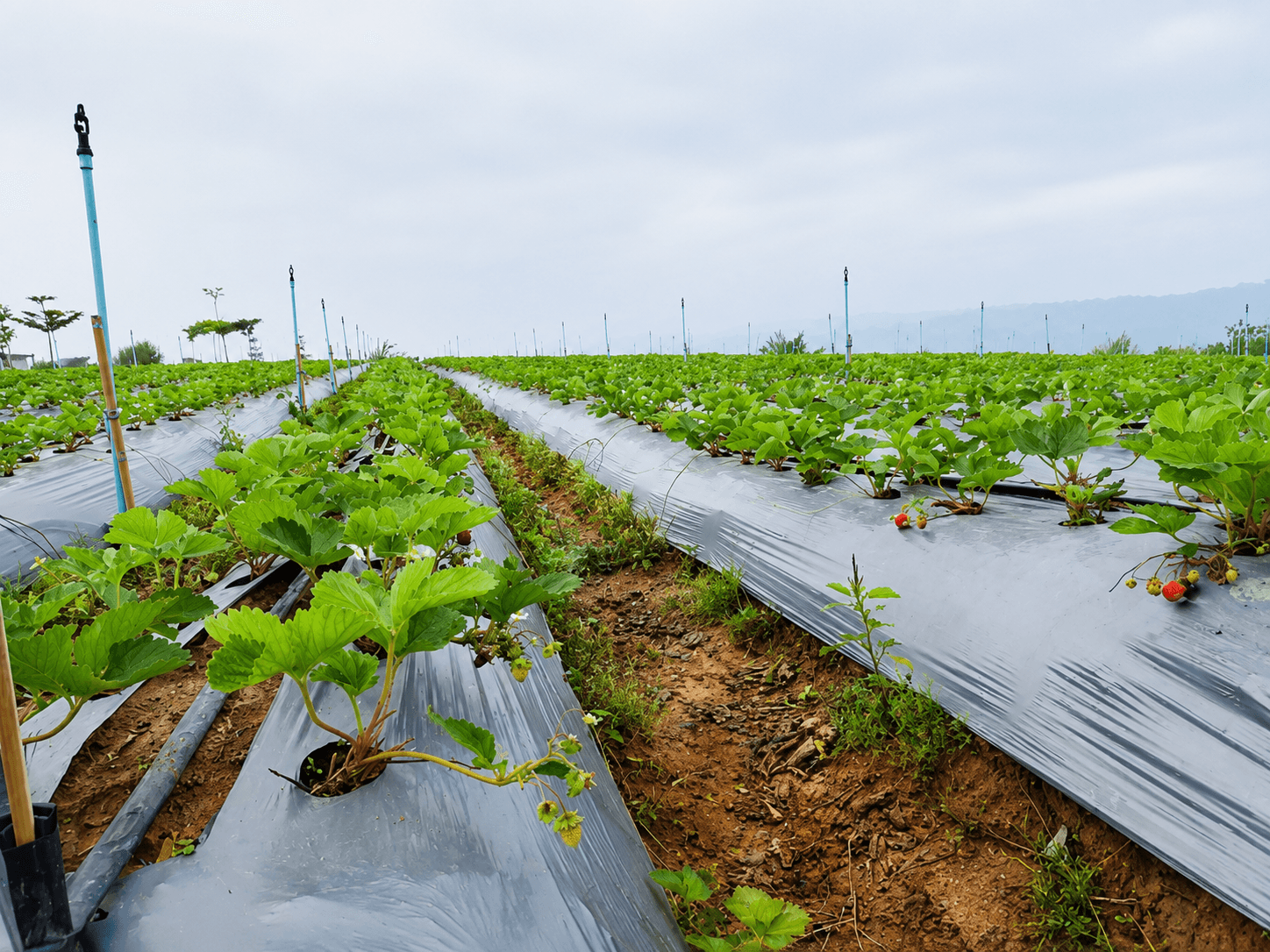Berry Farm — Emergency Backup Water